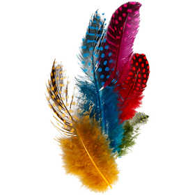 Guinea fowl feathers