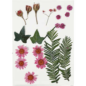 Pressed Flowers and leaves