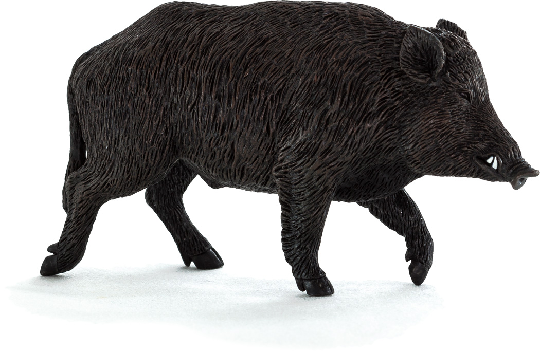 Wild Boar Male