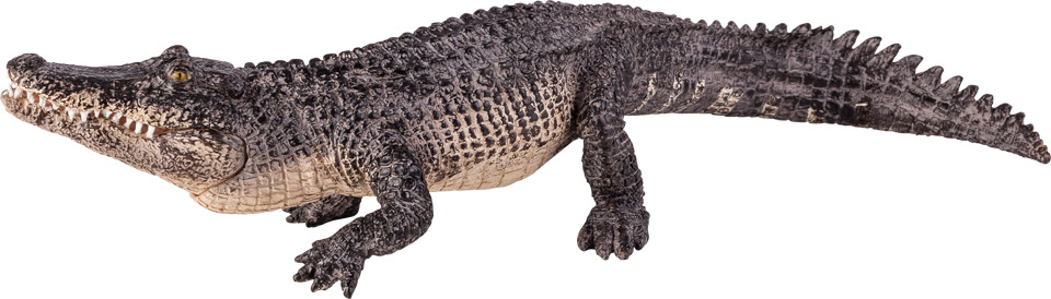 Alligator with Articulated Jaw